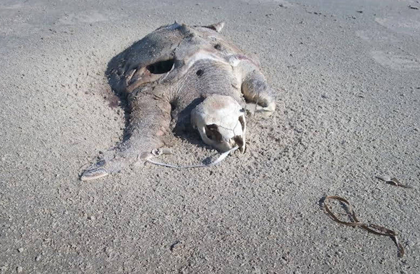 Dead Kemp’s Ridley sea turtle